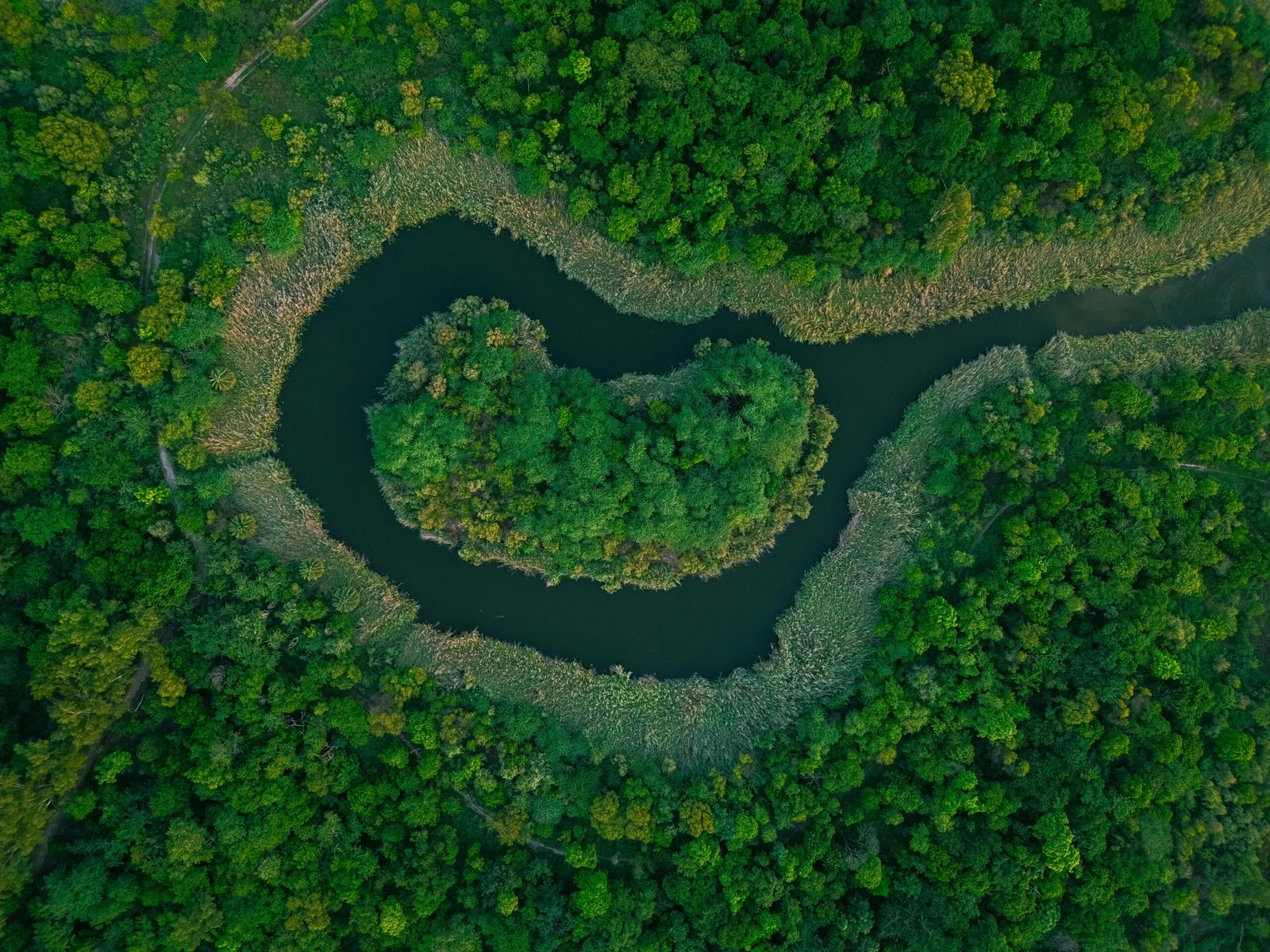 Explore the vibrant greens and winding river of a lush forest landscape from above.